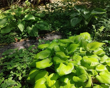 Lush green hosta plants with large textured leaves growing in a shaded forest garden.