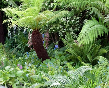 Lush woodland garden featuring tall tree ferns, blue poppies, and green foliage.