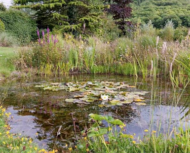 A natural garden pond with white water lilies, lush aquatic plants, and colorful wildflowers.