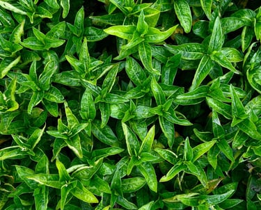 indigo plante tinctoriale