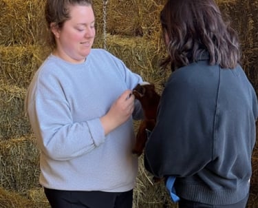 Vet checking over baby goats