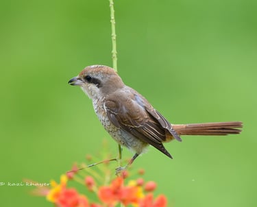 A Brown Shrike bird.