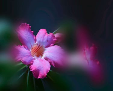 A picture of a beautiful red flower.