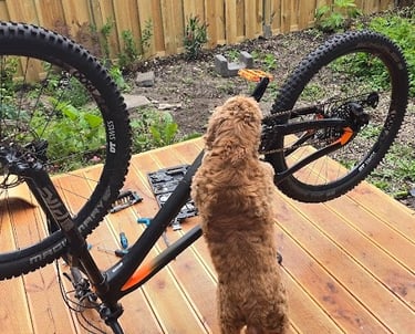 Fietsreparatie wordt uitgevoerd in Amsterdam. Fietsband en lief hondje helpt mee