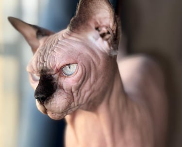 gatitos egipcios
