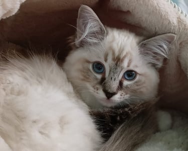 Ragdoll dagli occhi azzurri