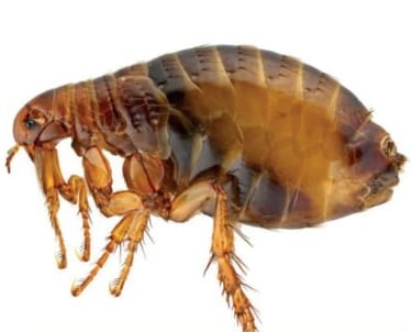 Flea Pest in Montreal.