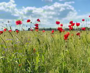 Klatschmohn auf einem Getreidefeld