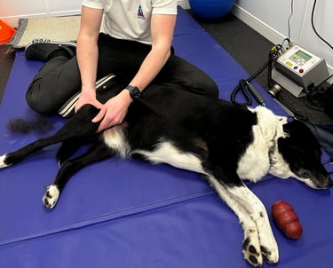 Collie Canine Physiotherapy