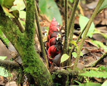 A vibrant red Zingiber ginger flower blooming amidst mossy green stems in a lush tropical rainforest.