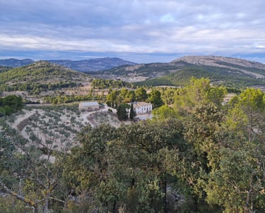 Huile d'olive vierge extra écologique et son environnement idéal