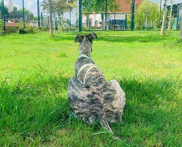 Perros tumbado sereno en centro de bienestar Kanyini