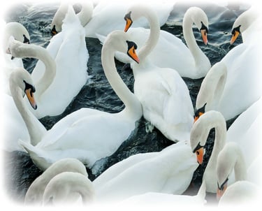 a group of swans in a lake