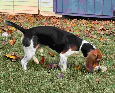 Harley beagle TPG mascot sniffing