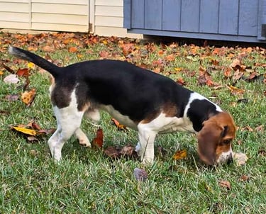 Harley beagle sniffing