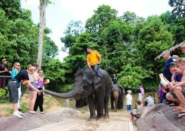 National elephant conservation centre (NACC) Kuala Gandah