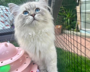 Siberian cat Milo