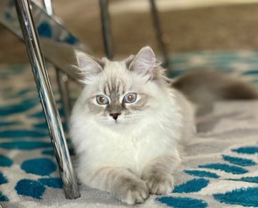 Siberian cat Mila