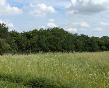 A grass filled field with trees in the background under a blue sky