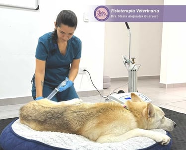 servicio de ozonoterapia veterinaria a domicilio