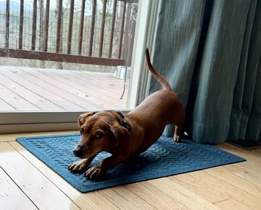 a dog is stretching on a rug