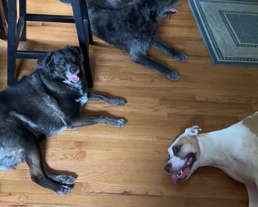 three dogs laying on kitchen floor