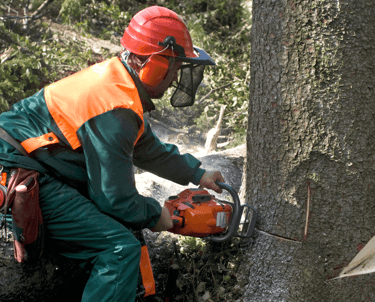 Tree Removal