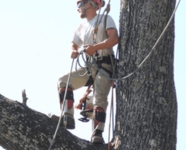 Large Tree Removal