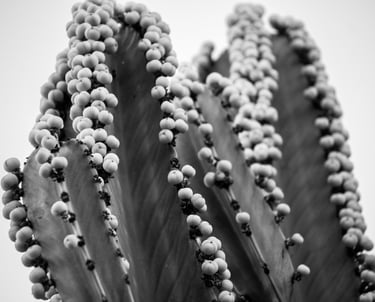 a cactus plant with small white balls on it