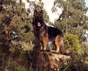 german shephard standing on log