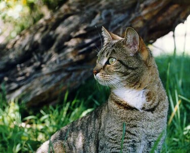 a cat sitting on the grass in the sun