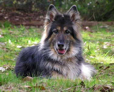long haired german shepherd