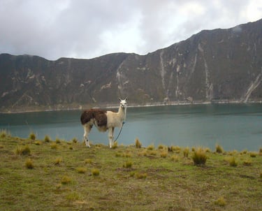 Llama at the Quilotoa Lagoon
