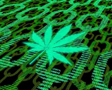 a marijuana leaf on a computer screen with a marijuana leaf