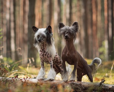two dogs are standing on a log log