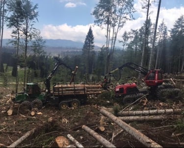 fôret ou plusieurs troncs d'arbres empilés les uns sur les autres sur un camion