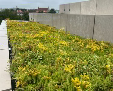 stogu-apzeldinimas-zali-stogai