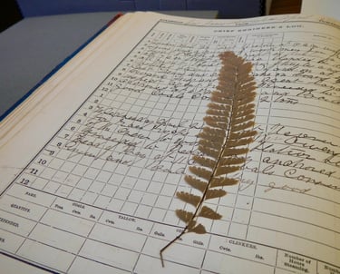 A historic logbook opened to a page with cursive handwriting and a pressed maidenhair fern front.