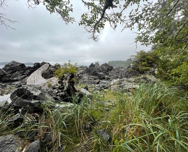 A coastal scene showing driftwood, vegetation, and rocks.
