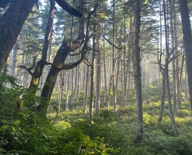 A forest scene showing dawn light illuminating the understory.