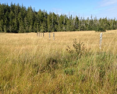 A field of tall grass showing a line of old, weathered fence posts.
