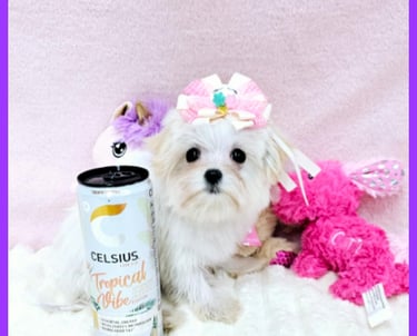Picture Perfect Puppies for Sale