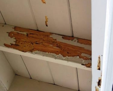 "Como saber se você tem cupins em casa? 5 sinais silenciosos"