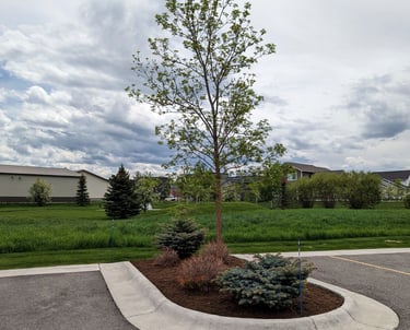 landscaping in a parking island