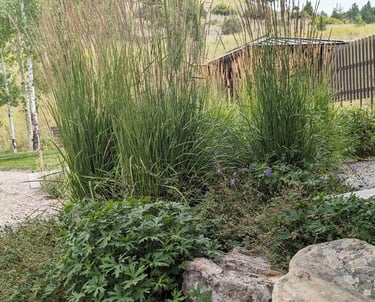 grass plants and boulders