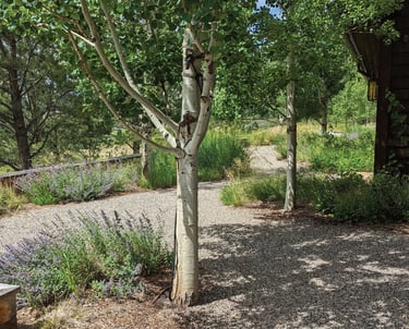 a natural meandering gravel plath with purple flowers and trees in a landscape