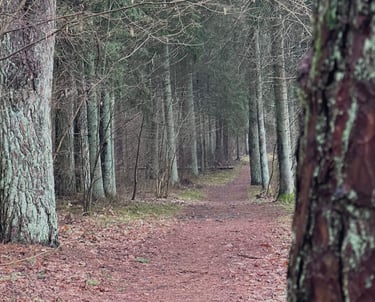 gyvenimo krypties pasirinkimai ir pokytis