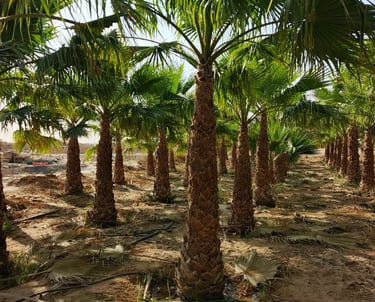 زراعة نخيل واشنطني للمزارع