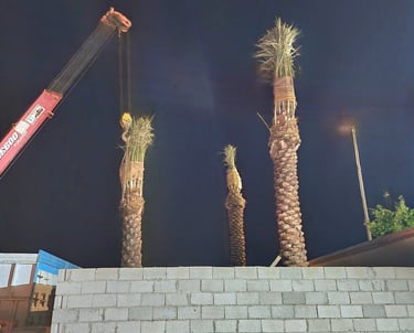 نخيل عربي مزروع باحتراف