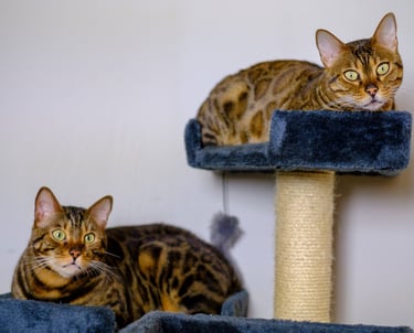 Gato Bengalí